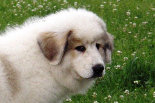 Pyrenejsk� horsk� pes - �t���tka