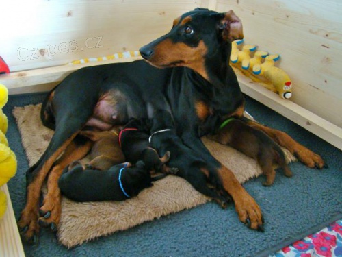 N�meck� pin� - prodej �t���tek s PP - dvou pejsk�