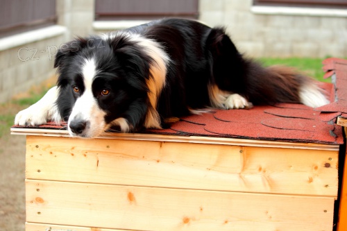 Nab�z�m psa ke kryt� s PP