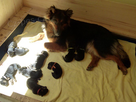 Chodsk� pes-�t���tka s PP