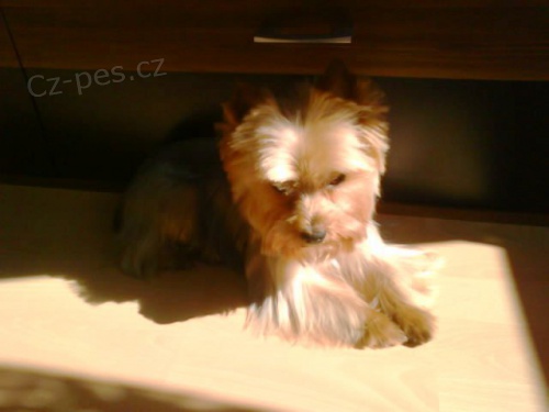 Hled�m Fene�ku PROS�M