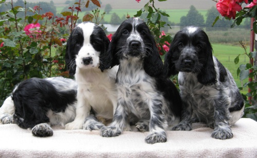 Anglick� kokr�pan�l-