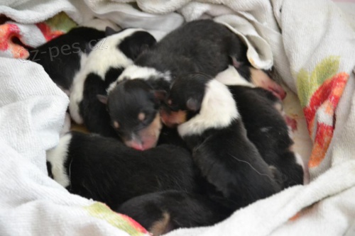 Kolie dlouhosrst� - �t���tka s PP