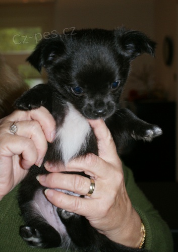 �T���TKO �IVAVY