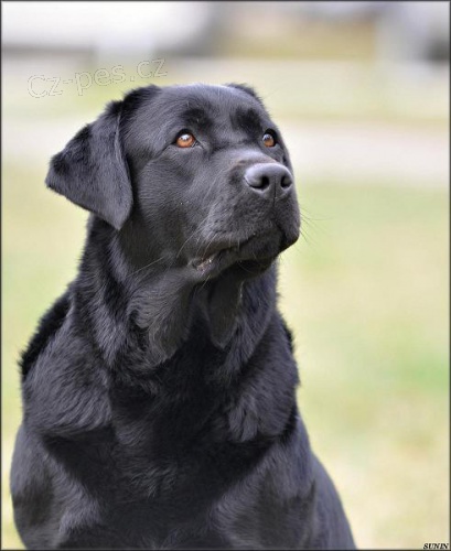 Labradorsk� retr�vr-�ern� �t�n�tka s PP
