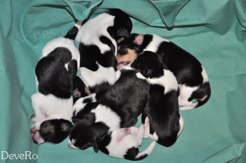 �esk� strakat� pes - �t���tka s PP