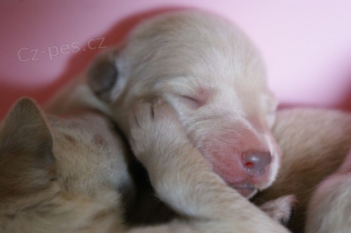 Labradorsk� retriever - �istokrevn� st���tka bez PP