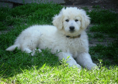 Slovensk� �uva� fenka s PP