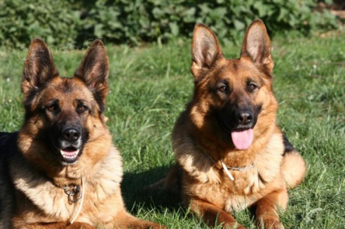 Prod�m �t��ata NO- pejsci