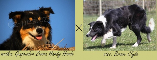 Zad�m �t���tka border kolie