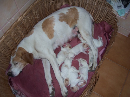 pred�m �teniatka pointrov