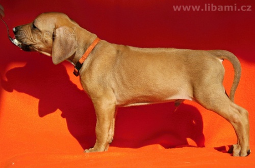 Rhodesian ridgeback