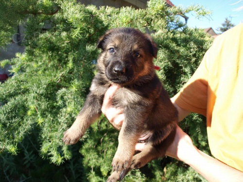 N�meck� ov��k nad�jn� �t�n� fenka s PP