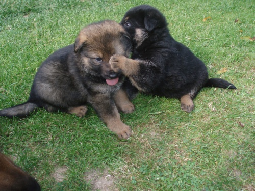 �t��ata NO bez PP -fenky