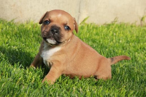 Staford��rsk� bullterier s PP