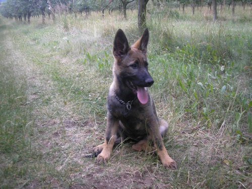 Prod�m �t��ata n�meck�ho ov��ka