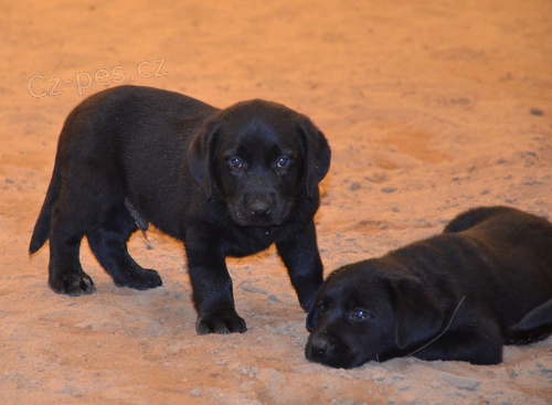 �t�n�tko labradora