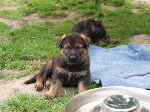 N�meck� ov��k �t���tka s PP