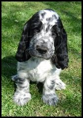 Anglick� kokr�pan�l s PP