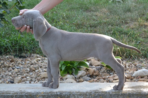 FENKA V�MARSK�HO OHA�E