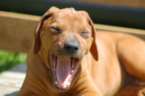 Rhodesian ridgeback - �t���tka s PP