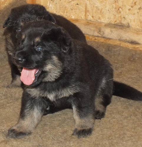 N�meck� ov��k �t��ata s PP