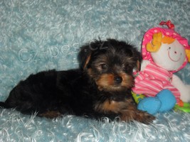 Jork��rsk� terier - �t���tka bez pp