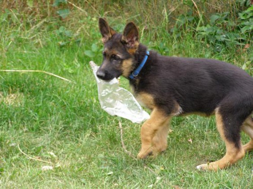 Prod�m �t��ata NO- pejsci