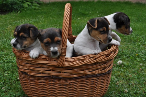 �t���tka JRT - odb�r kolem 20.7.!