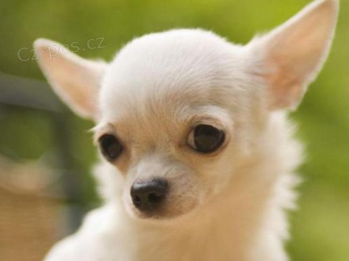 Koup�m �ivavu kr�tkosrstou