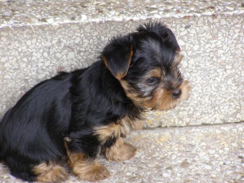 Prod�m kr�snou  fenku Jork��ra