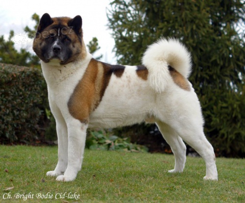 Americk Akita - Kryt�