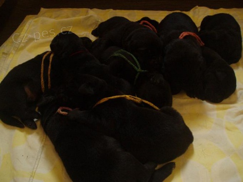 Labradorsk� retr�vr-�ern� �t�n�tka s PP