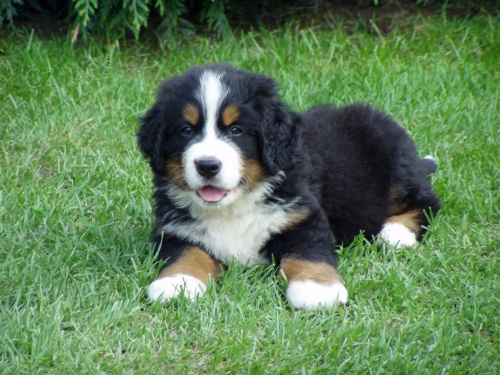 Bernsk� sala�nick� pes