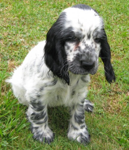 Anglick� kokr�pan�l-