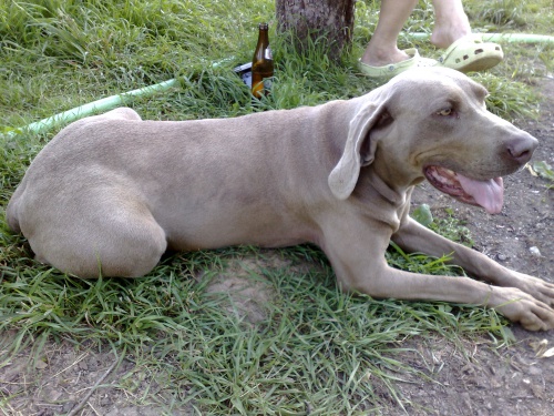 V�marsk� oha� - fenka