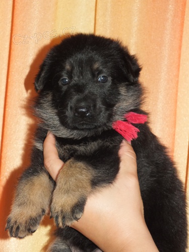 N�meck� ov��k �t��ata s PP