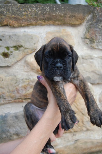 Boxer ��e�ata k odb�ru