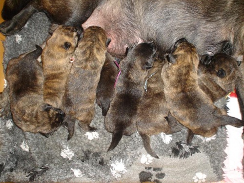 Holandsk� ov��k