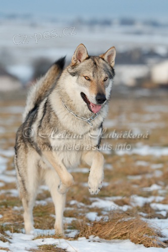 Zad�me �t��ata �eskoslovensk�ho vl��ka