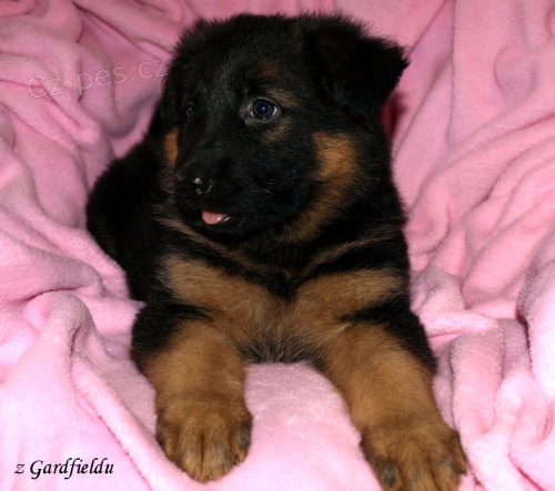 N�meck� ov��k - �t���tka s PP