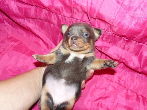 �ivava bez pp,modr� ps�k a fenka po v�t�� matce