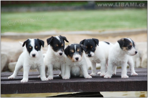 Parson Russell teri�r