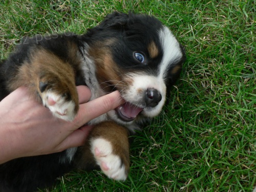 Prod�m �t�n� BSP