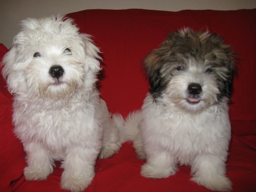 �t��ata Coton de Tulear