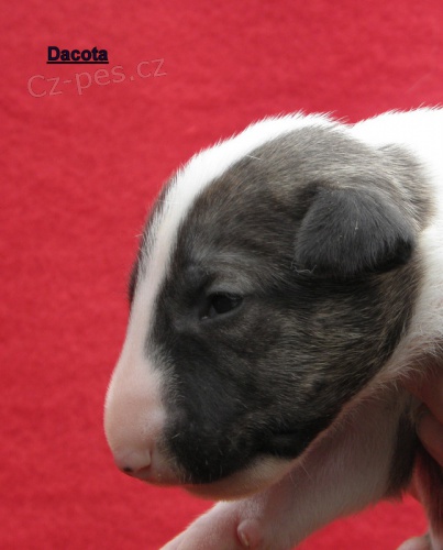 Bullterier-�t���tka s PP