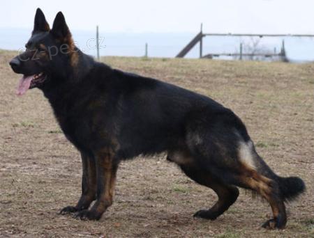 Nab�z�m vlko�ed� fenky N�meck�ho ov��ka