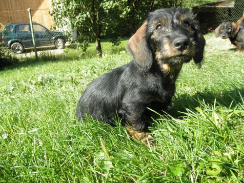 �t��ata drsnosrst�ho jezev��ka