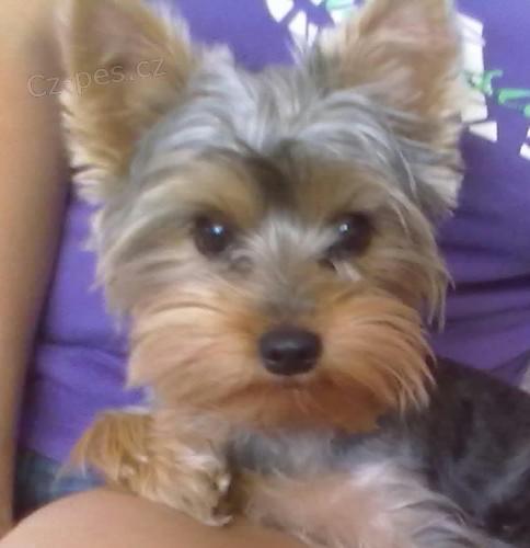 Nab�z�m pejska ke kryt�