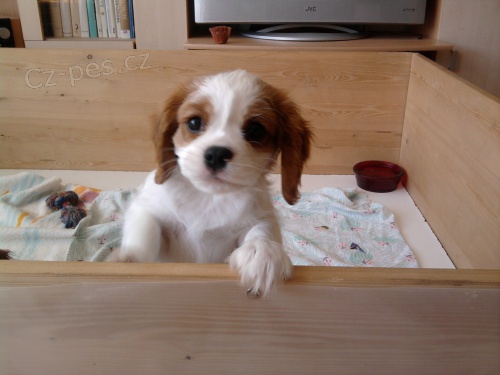 Nab�z�m pejska KKCH� s PP barvy BH